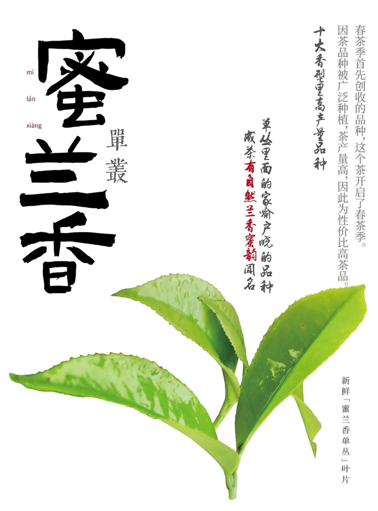 凤凰单丛【蜜兰香】老春茶【MILAN XIANG】（Old Spring）125g