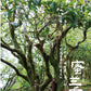 凤凰单丛【蜜兰香】老春茶【MILAN XIANG】（Old Spring）125g