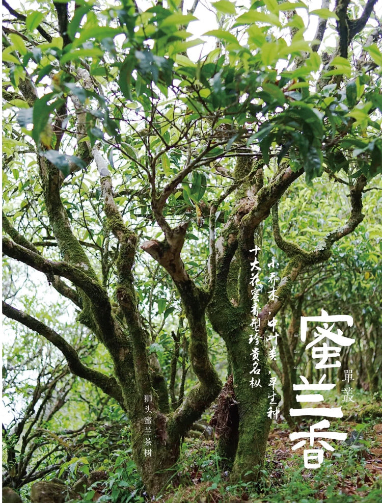 凤凰单丛【蜜兰香】老春茶【MILAN XIANG】（Old Spring）125g