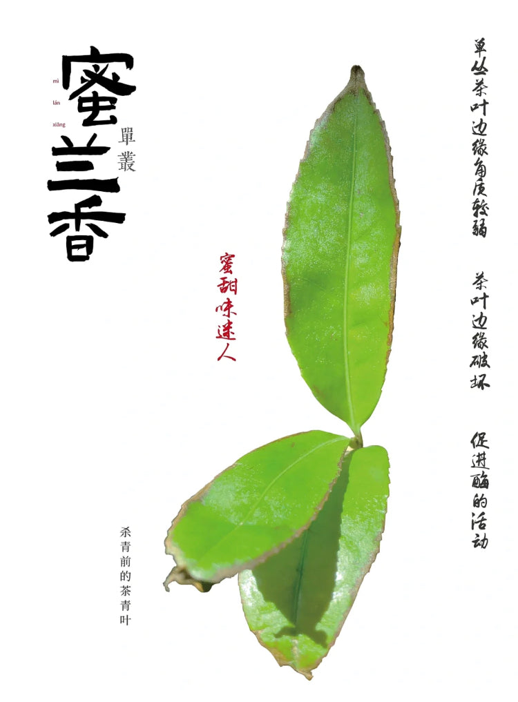 凤凰单丛【蜜兰香】老春茶【MILAN XIANG】（Old Spring）125g