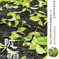 凤凰单丛 乌岽【陂头香】 WUDONG【Pitou Xiang】，125g